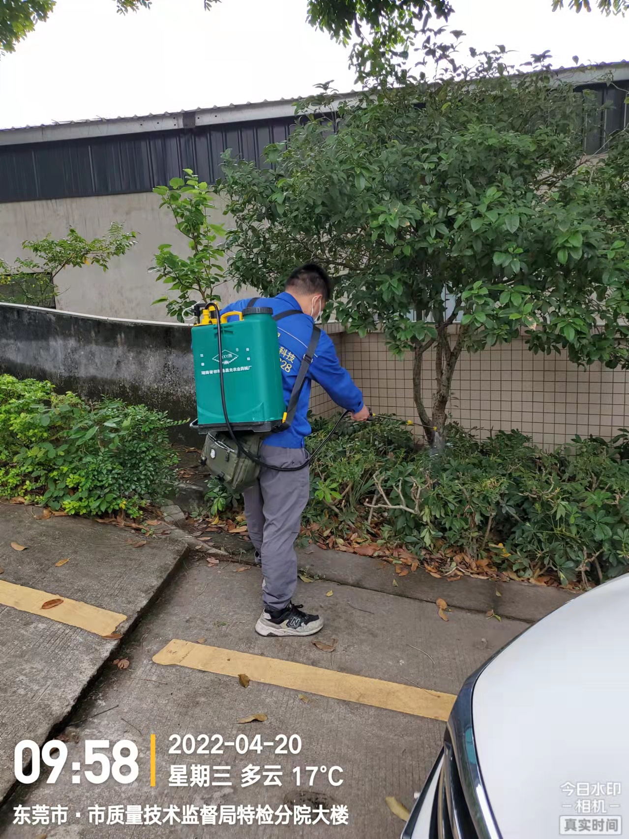 白蚁的危害