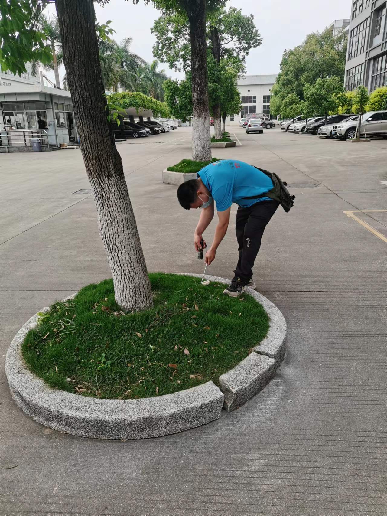 <b>树木防治白蚁</b>